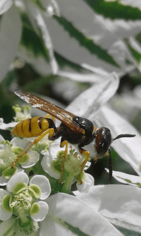 Crabronidae : femmina di Philanthus triangulus? S, ma triangulum!